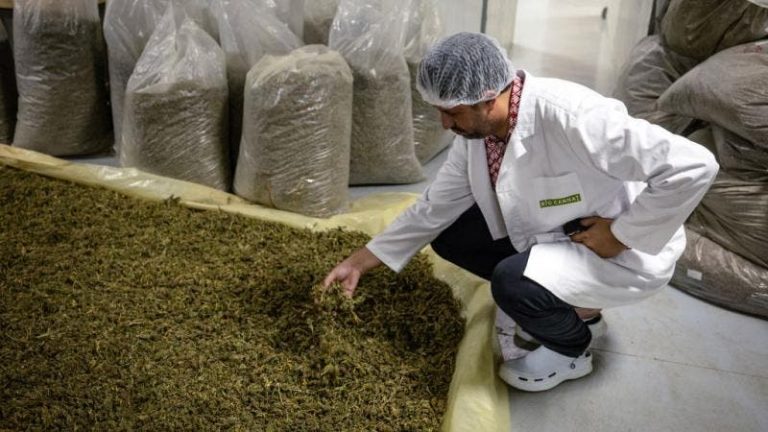 A new Indian hemp processing plant project will see the light of day in Al Hoceima