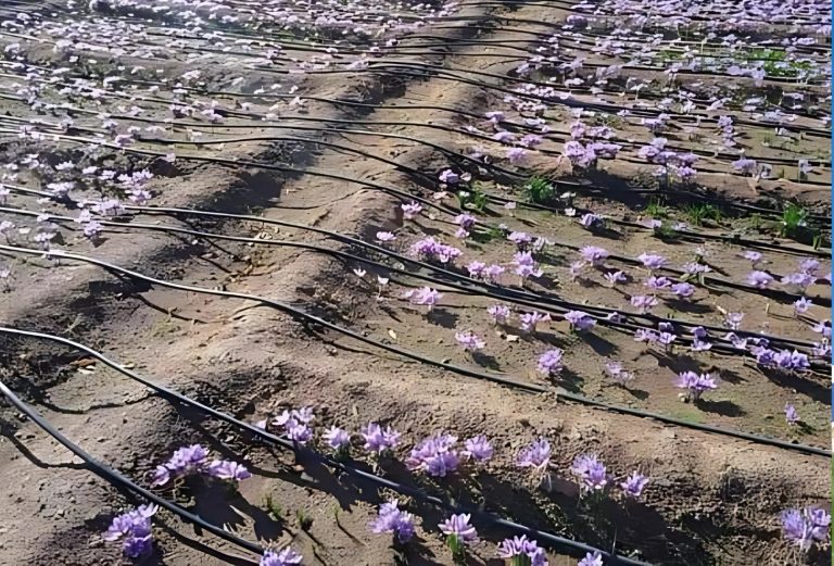 After Tetouan and Guersif… establishment of experimental saffron cultivation fields at the gates of Khouribga