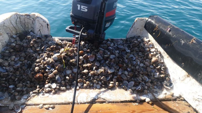 Ban on the collection and marketing of “small oysters” in the Ras Kabdanah-Saidiya area