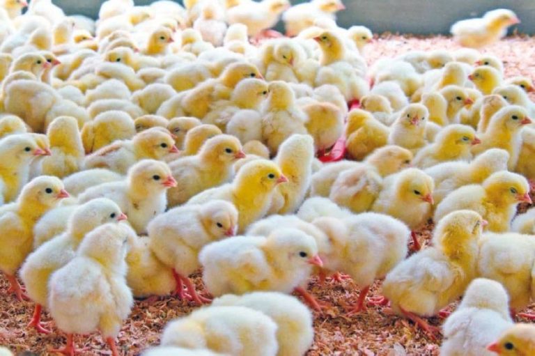 Climate change and animal feed are driving chick prices to record levels