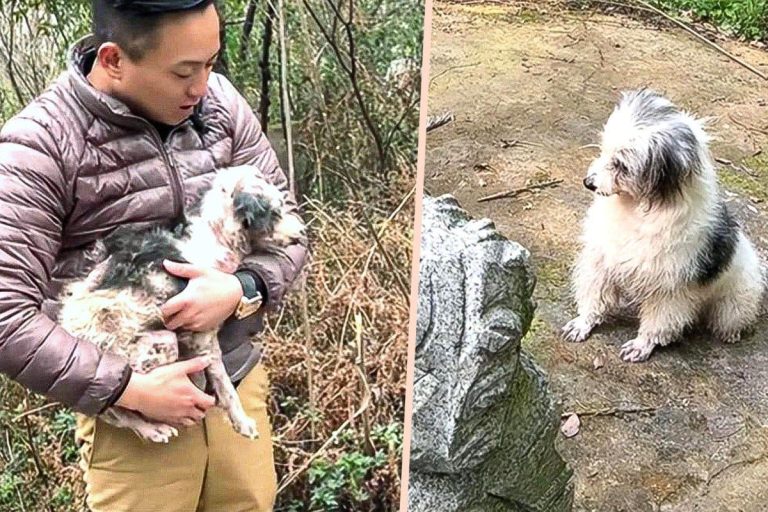 Dog refuses to leave his owner's grave for two years