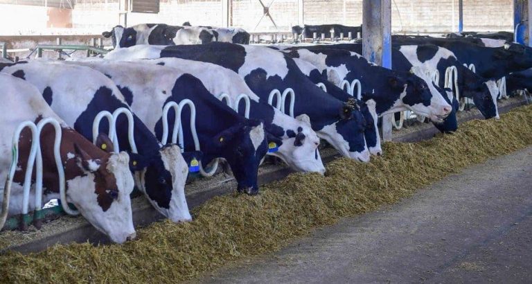 Exemption of imported cows and sheep from customs duties and taxes