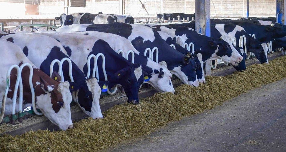 Exemption of imported cows and sheep from customs duties and taxes