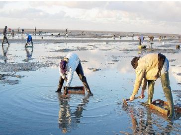 Imi Ouaddar region of Agadir: lifting of the ban on the collection and marketing of shellfish products