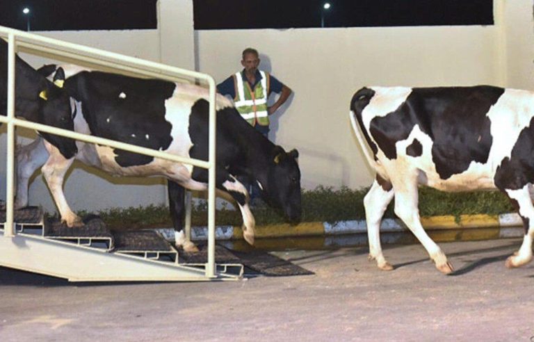 Importers of cows and calves for slaughter meet with “Comadir” to resolve outstanding issues