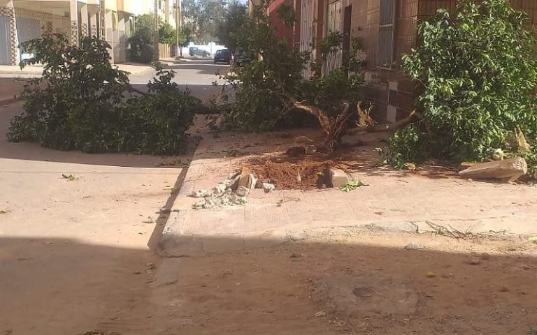 Khouribga…the uprooting of 30-year-old lemon trees reaches the provincial worker