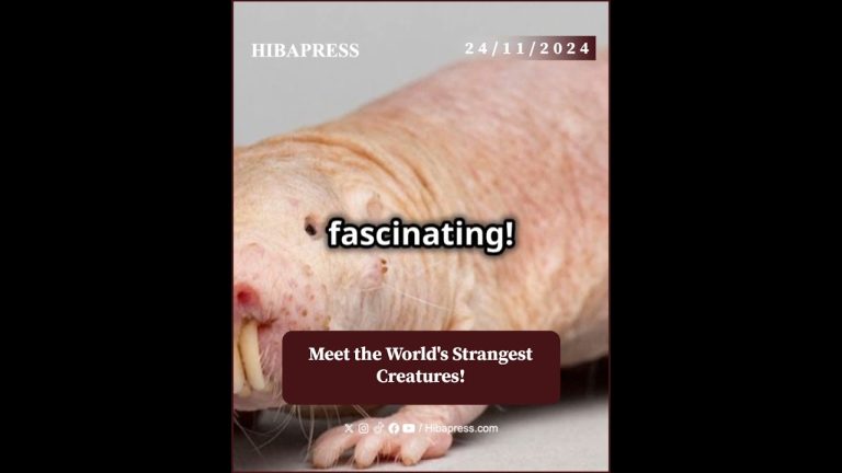 Meet the World's Strangest Creatures!