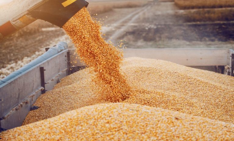 Morocco increases its imports of Russian wheat and new shipments are on their way to the Kingdom