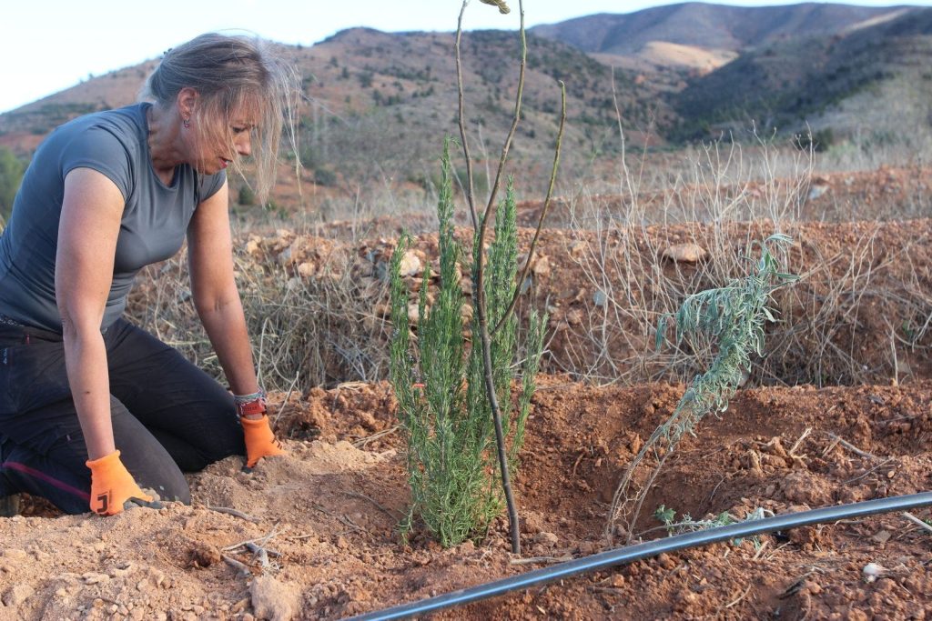Perma Reef continues to create ancestral 'food forest' domains
