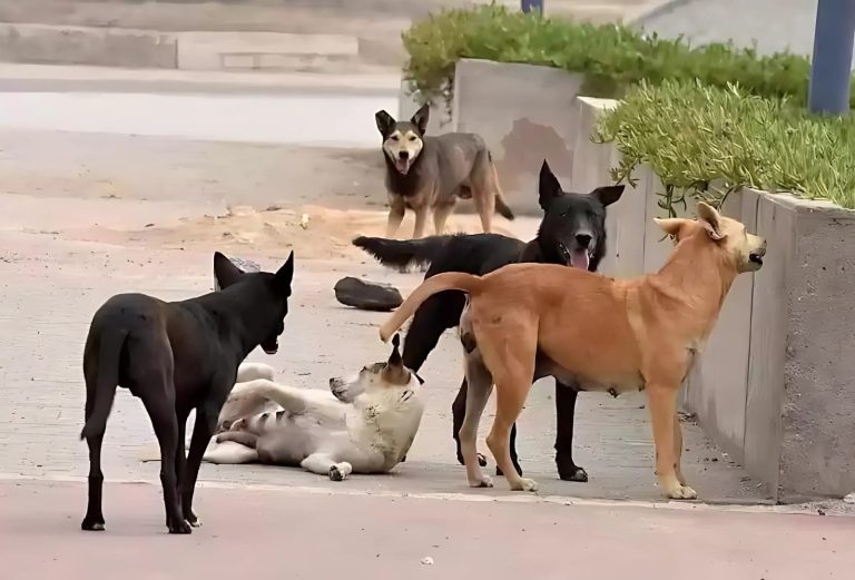 Proliferation of stray dogs and neglect of Muhammadiyah Council prompt human rights organization to denounce
