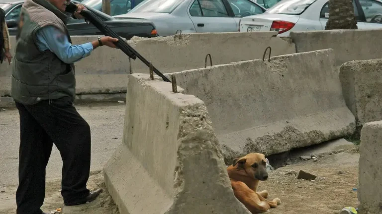 The massacre of dogs in Nador arouses the anger of residents