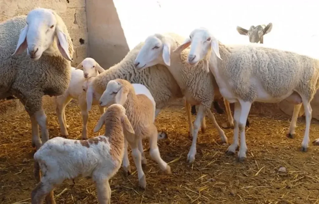 To protect the national livestock... a new decision from the Ministry of Agriculture and Fisheries