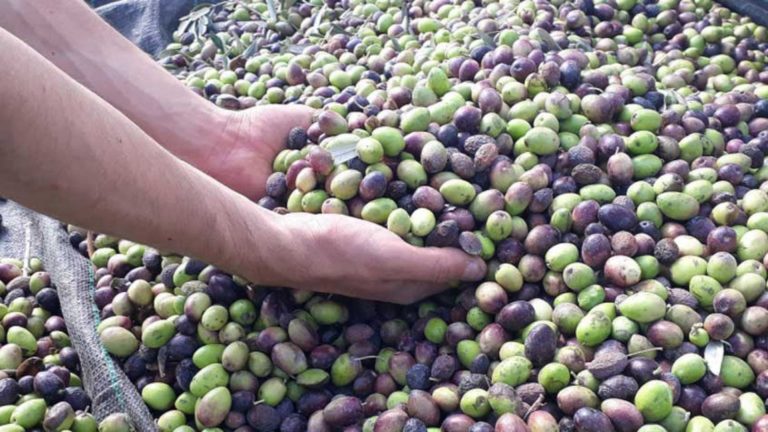 Tunisia: Expectations of improved olive oil production and competitive prices for the new season