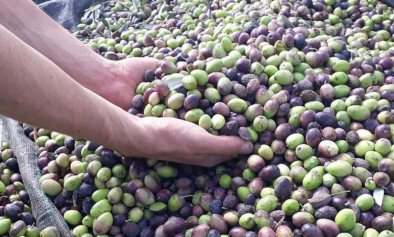 Tunisia: Expectations of improved olive oil production and competitive prices for the new season