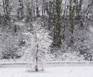 Weather: Snowflakes