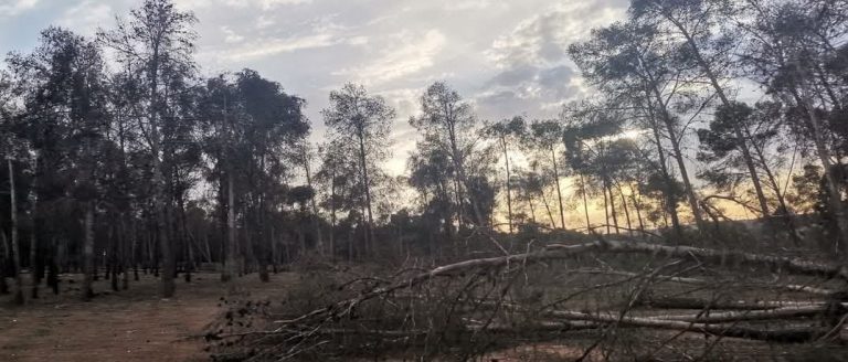 Al-Mazamza Forest, Settat. Cuttings, fragments and construction waste (photos)