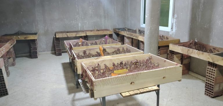 4,200 goldfinches seized in international smuggling operation