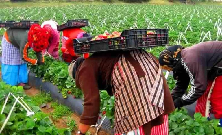 A delegation from the Spanish Farmers Association goes to Morocco to improve the employment of seasonal farmers