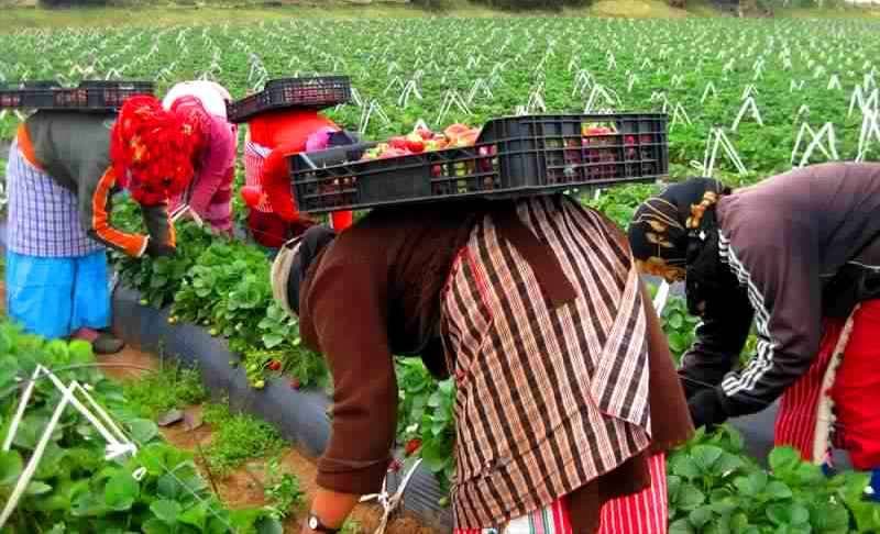 A delegation from the Spanish Farmers Association goes to Morocco to improve the employment of seasonal farmers