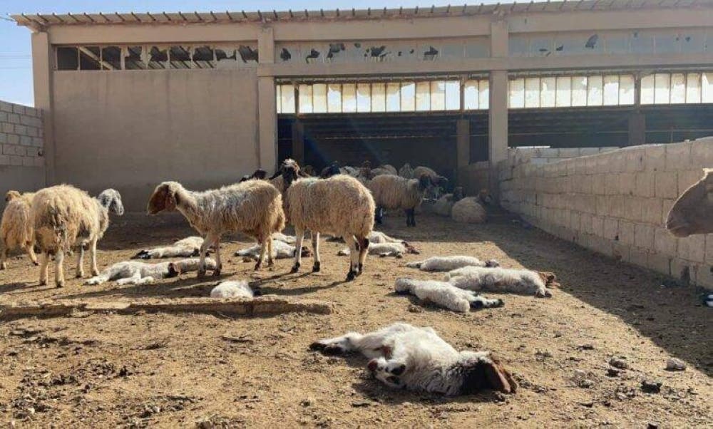 An infectious disease kills sheep and goats and a parliamentary team gets involved