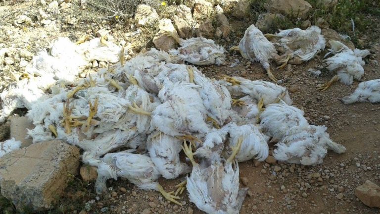 Arrest of a gang that sells “dead chickens” to caterers, restaurants and “snack bars” in the suburb of Al-Bayda