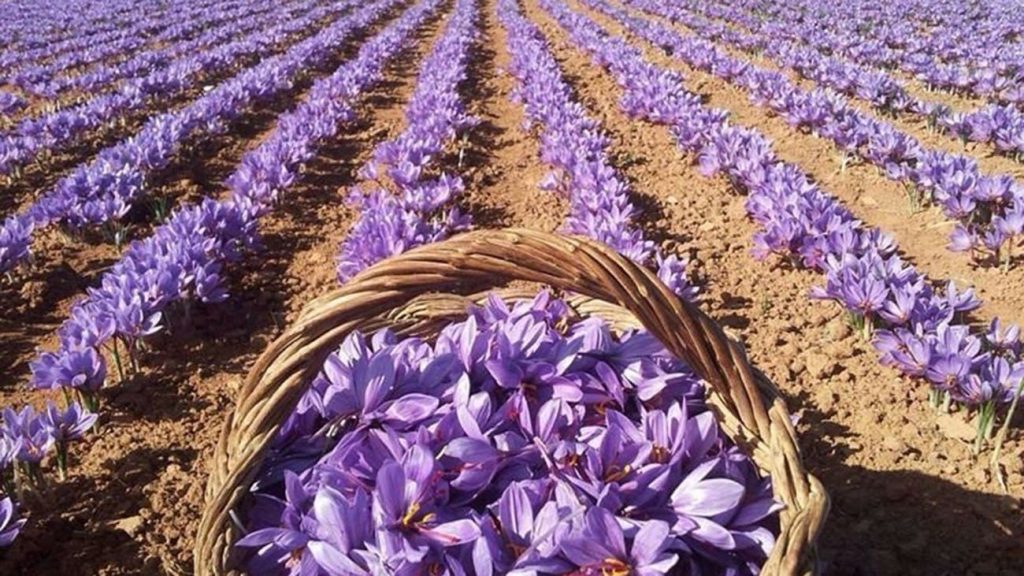 Berkane: Saffron cultivation is a successful alternative cultivation experience