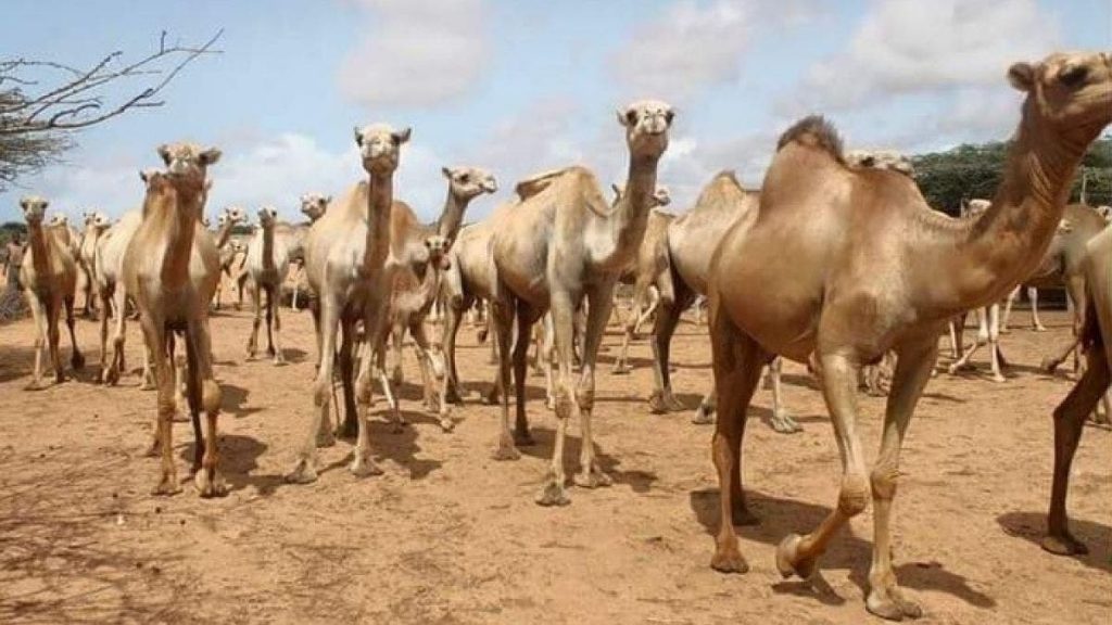 Camel and goat breeders in southern provinces await import decree