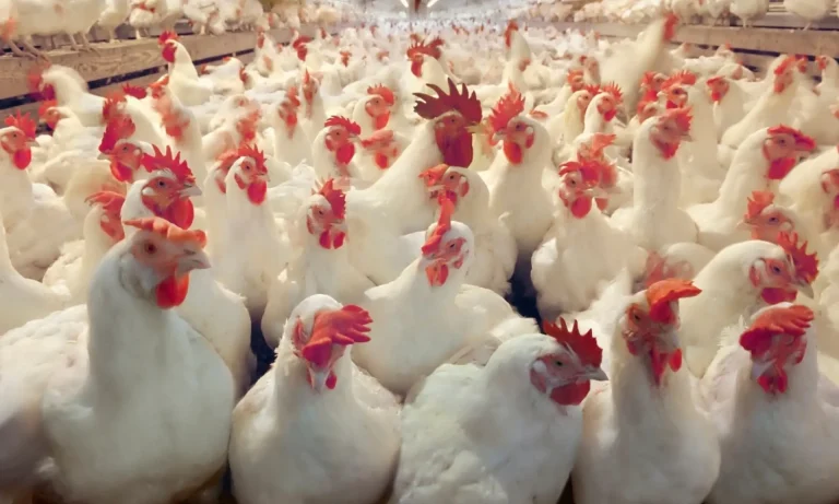 Chicken prices rise to 26 dirhams per kilo, a burden for Moroccans