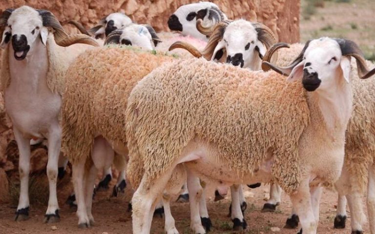 Deadly diseases threaten sheep herds in Al-Ghara and Berrechid