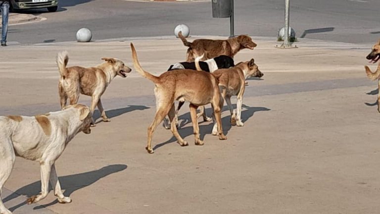 Killing stray dogs with bullets at dawn terrifies residents of Settat