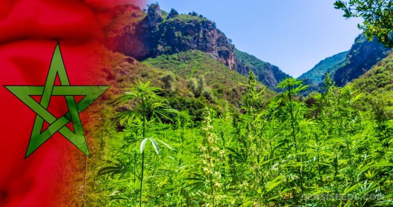 Legal cannabis: 3,371 authorizations issued, production amounts to 4,082 tonnes in 2024