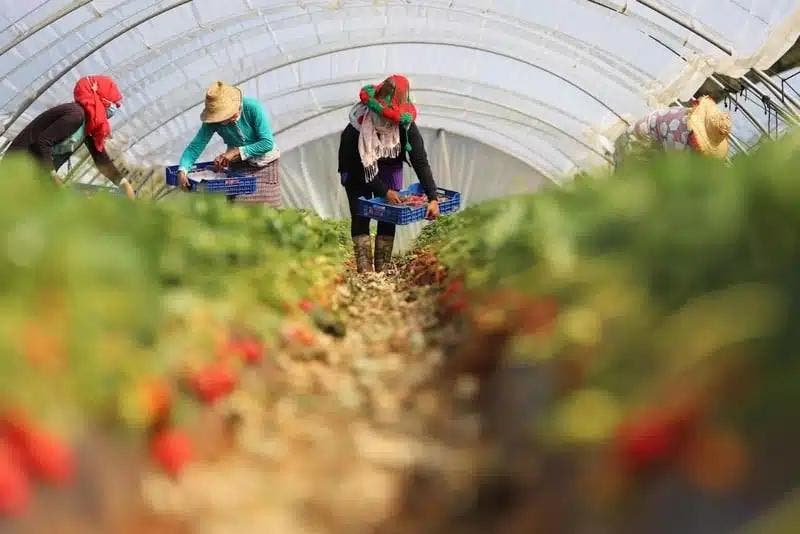 Moroccan workers in Europe… a daily battle between exploitation and oppression