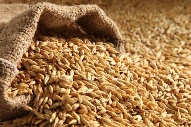 Morocco imports 900 thousand tons of Russian wheat