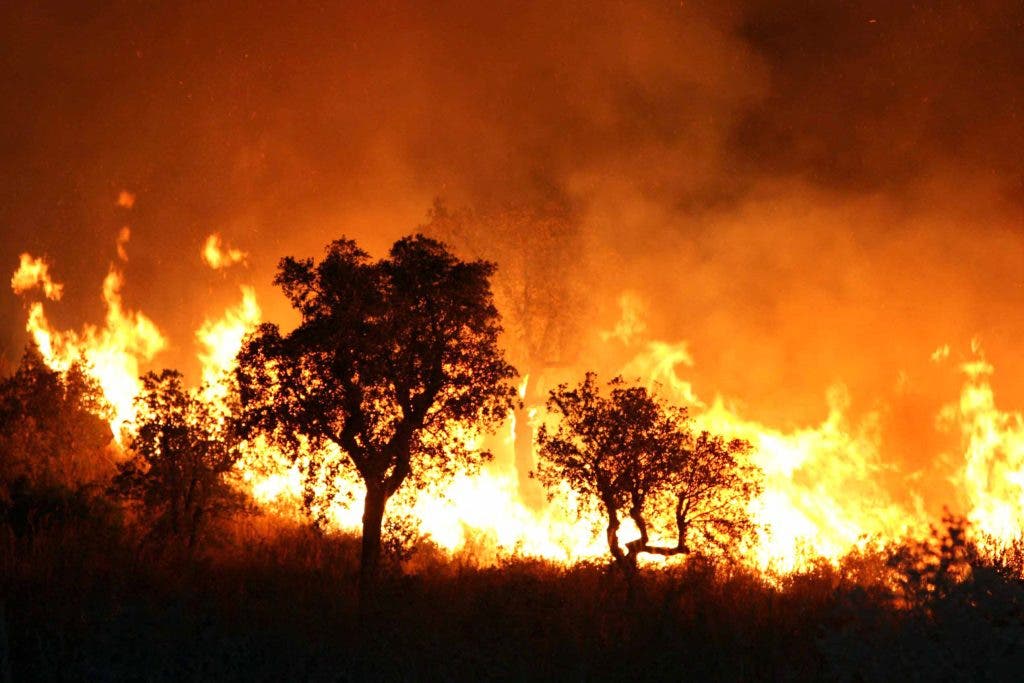 Nador: Massive fire devours forest despite intense efforts to control it