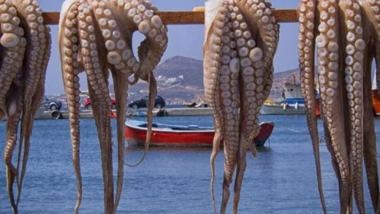 Next January is the date when octopus fishing resumes