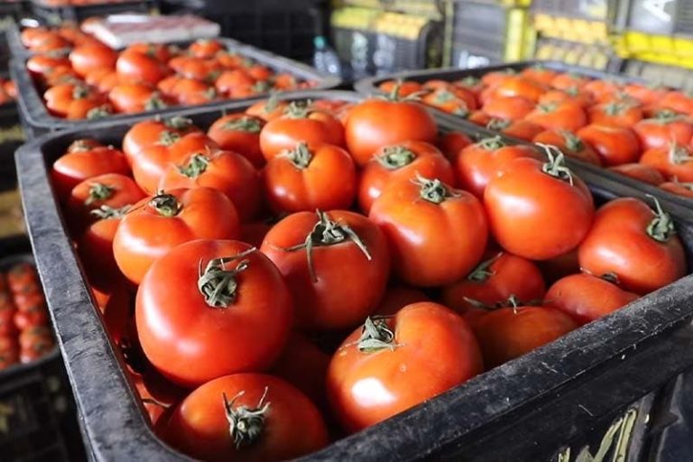 Russia prevents the entry of a shipment of Moroccan tomatoes