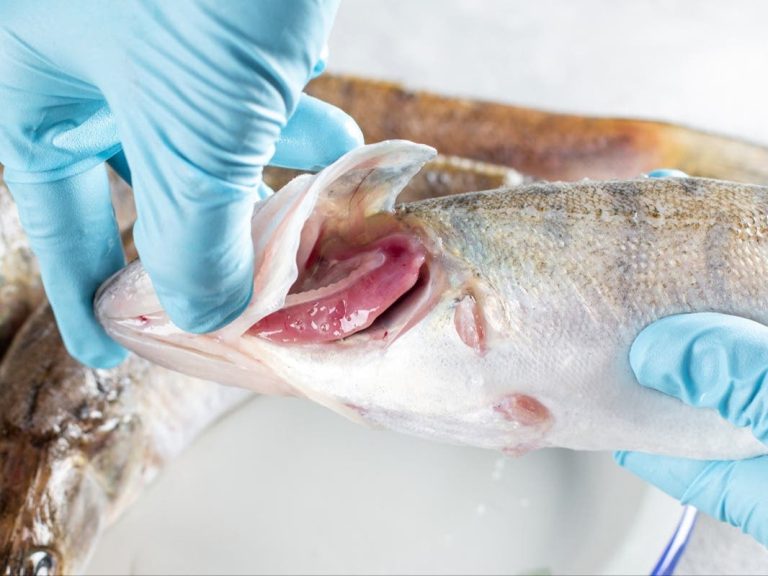 Seizure of damaged objects in a fish restaurant in Marrakech