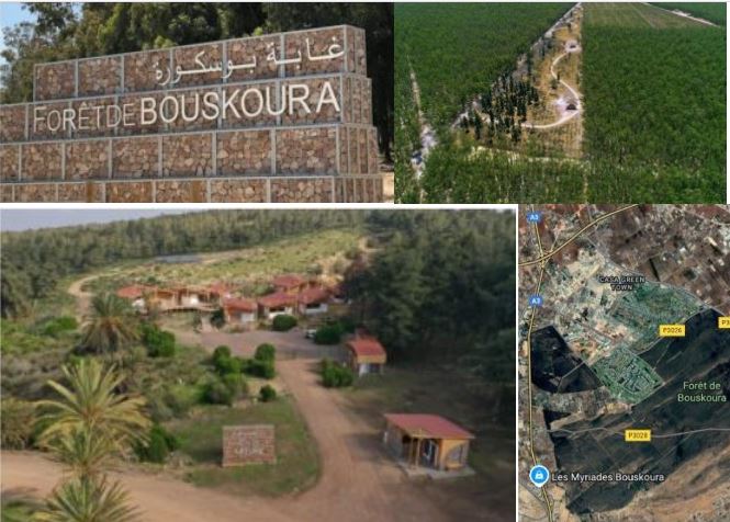 The Bouskoura urban forest: an emergency program to preserve an ecological heritage in danger.