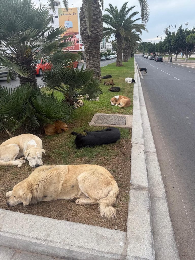 The proliferation of stray dogs in the streets of Agadir… a worsening crisis “Photo”.