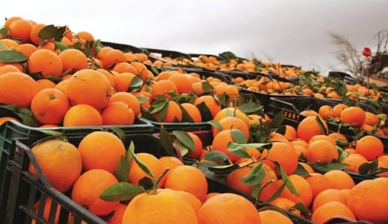 With huge exports, Moroccan oranges dominate European markets
