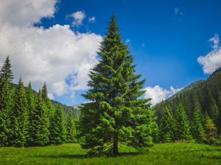 The destruction of 940 thousand pine plants sparks an environmental controversy in Nador
