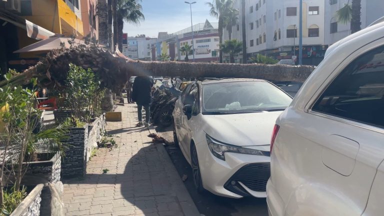 Al-Bayda.. The fall of a tree causes material losses in the main street