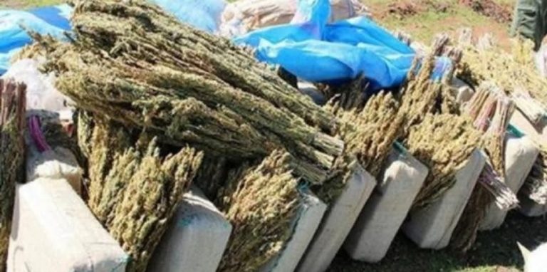 Al-Desti topples drug traffickers west of Marrakech