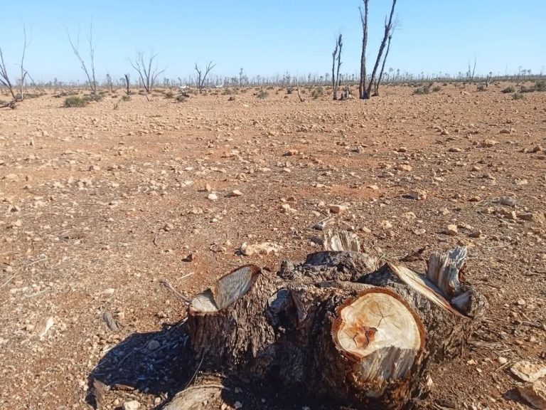 Al -jadida… an environmental crime in the Bullawan forest, a human rights movement