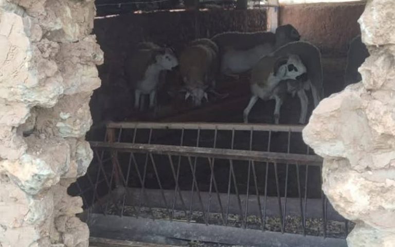 In the infernal way. The Pharaoh gang flies 12 heads of sheep in the castle of Saragna