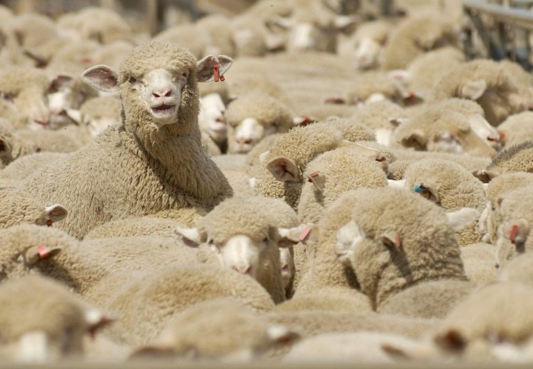 Morocco anticipates Eid al-Adha by authorizing the importation of livestock from Australia