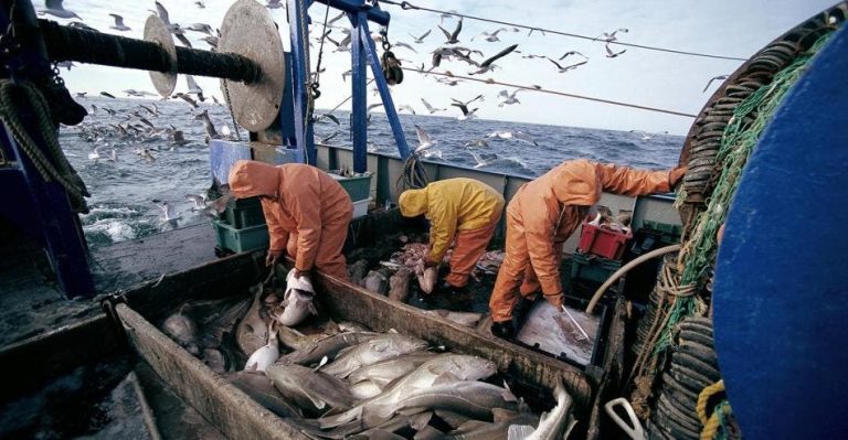 Port of Dakhla: discards from coastal and traditional fishing increased by 5%