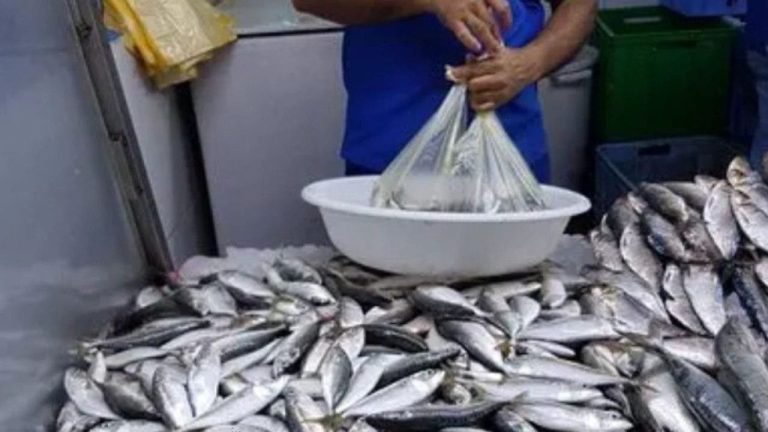 Sardine prices are relatively down on the Casablanca markets