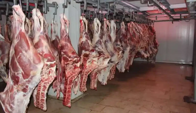 Spoiled meat and fish make the crumbs accountable