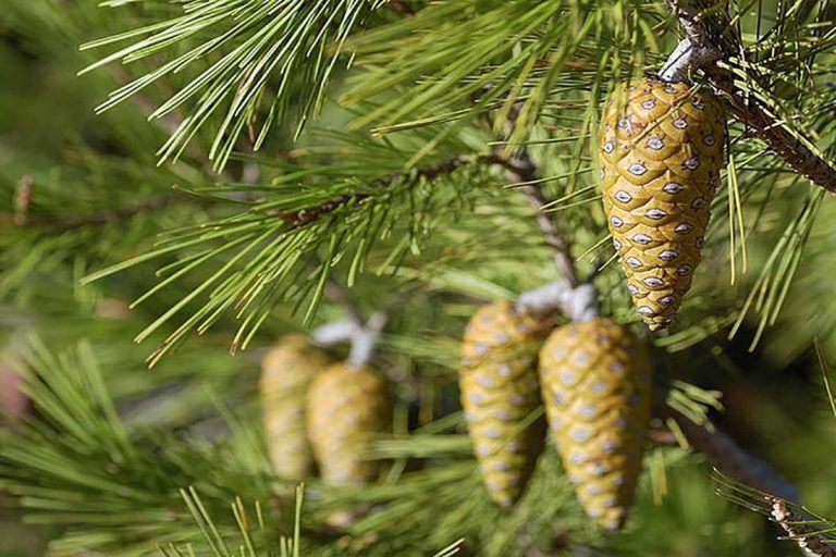Take steps to uncover the circumstances of the illegal felling of 36 pine trees